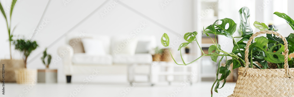 Blurry photo with plant - obrazy, fototapety, plakaty 