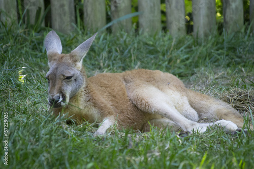 Sad Kangaroo