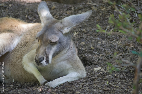 kangaroo close up