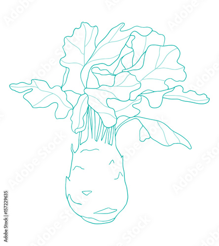 Hand drawn turnip cabbage line art. Outlined vector kohlrabi illustration on the white background