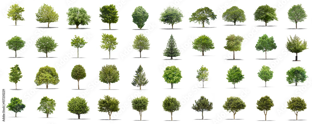 Fototapeta premium Kolekcja wysokiej rozdzielczości Drzewo samodzielnie na białym tle
