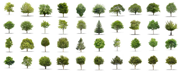 High definition collection Tree isolated on a white background