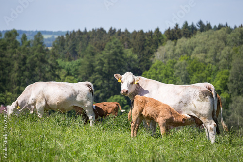 Cows and calves grazing on a spring meadow in sunny day