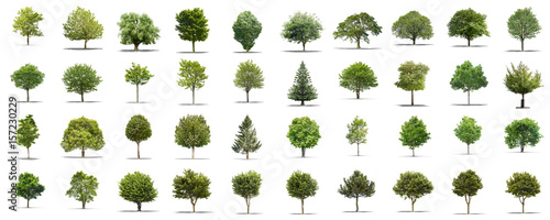 Obraz na płótnie High definition collection Tree isolated on a white background