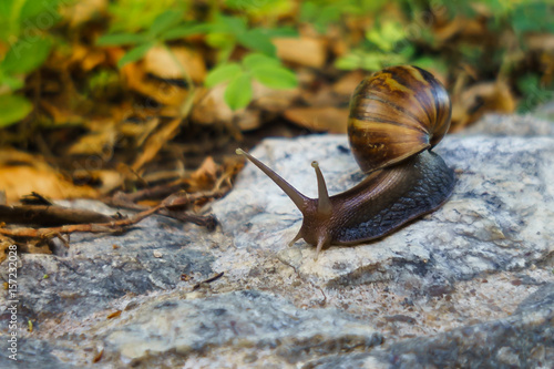 Moving of snail.