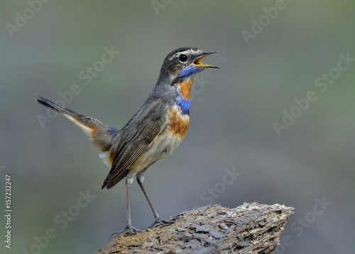 Slim brown bird with blue and orange feathers on chest lifting its tail while perching on the rock, beautiful Bluethroat (Luscinia svecica)