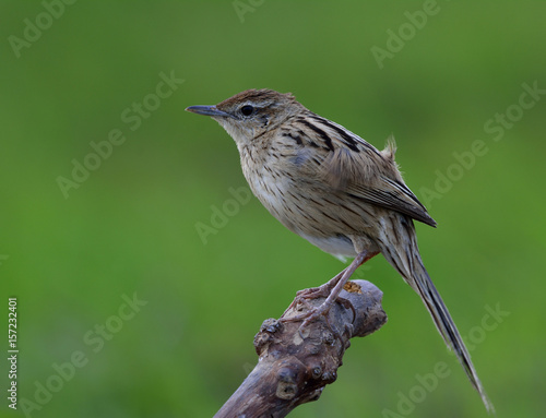 Striated Grassbird (Megalurus palustris) brown bird with long tail perching on the dirt pole over green background, exotic creature photo