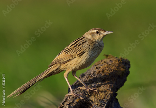 Striated Grassbird (Megalurus palustris) brown bird with very long tail perching on the log over green background, exotic creature photo