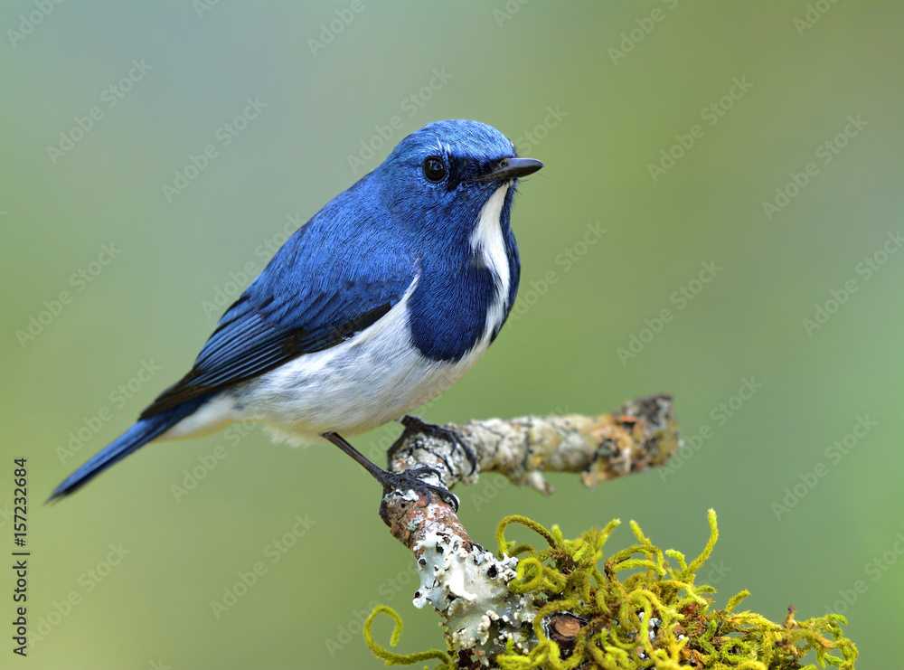 Fototapeta premium Ultramarine Flycatcher (Superciliaris ficedula) Beautiful blue bird perching on mossy branch over far blur green background, amazing nature