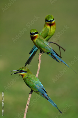 Three some of Blue-tailed bee-eater (Merops philippinus) beautiful green birds with blue tails perching on the stick over blur green background