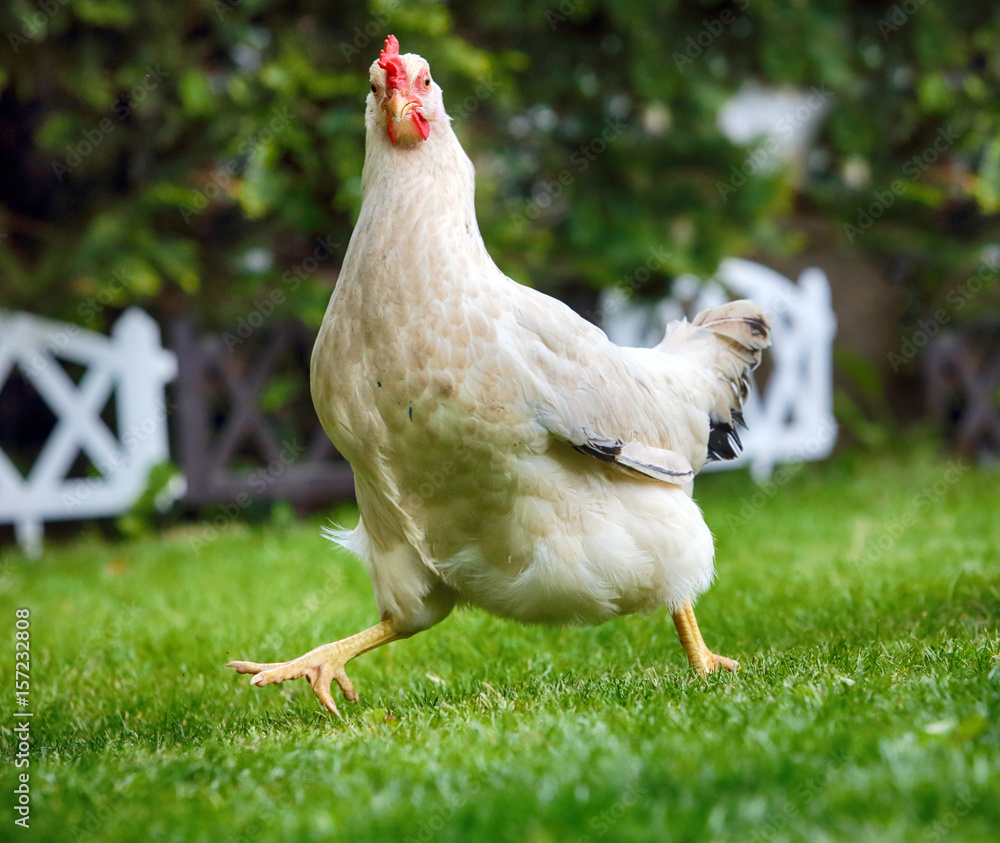 Fototapeta premium Śmieszny kurczak runnigh w gospodarstwie bio