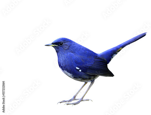 White-bellied Redstart (Luscinia phaenicuroides) beautiful velvet blue bird with white belly and yellow spot on its tail isolated on white background, exotic nature photo