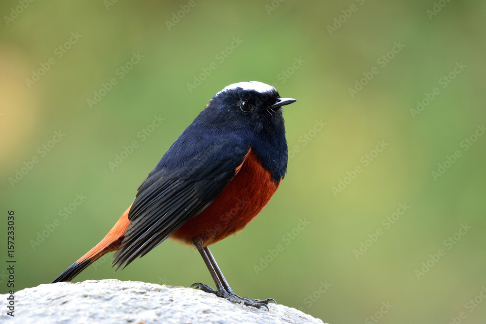 White-capped Water Redstart or River chat (phoenicurus leucocephalus) beautiful black and red bird with white head peaceful perching on the rock in the stream over green blur background, exotic nature White-capped Water Redstart or River chat (phoenicurus leucocephalus) beautiful black and red bird with white head peaceful perching on the rock in the stream over green blur background, exotic nature