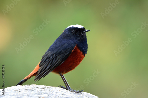 White-capped Water Redstart or River chat (phoenicurus leucocephalus) beautiful black and red bird with white head peaceful perching on the rock in the stream over green blur background, exotic nature