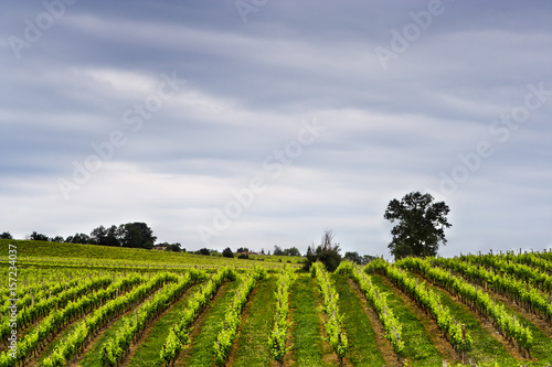 Wine rows