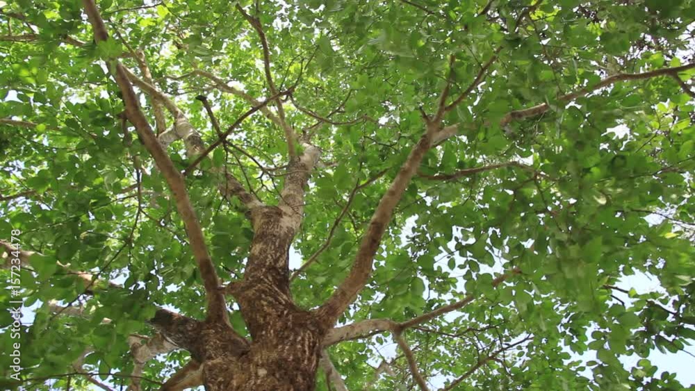 Panning clip of beautiful tree canopy with trunk, branches and leaves, viewed from ground level.