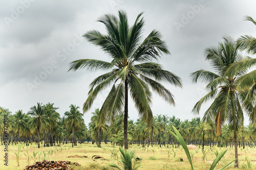 Palm farm in Sri Lanka