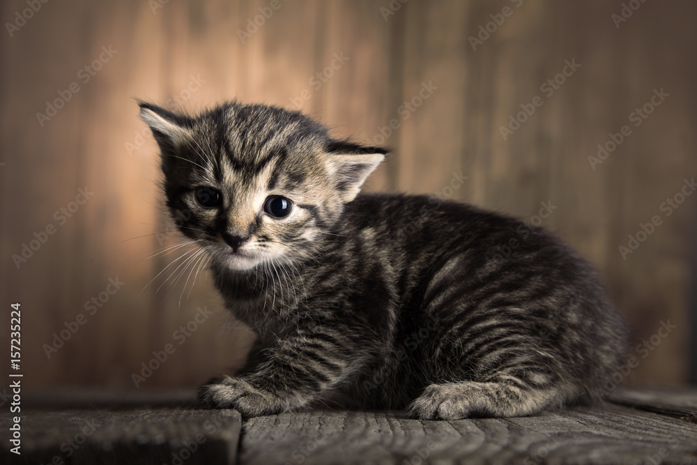 small kitten on background of old wooden boards