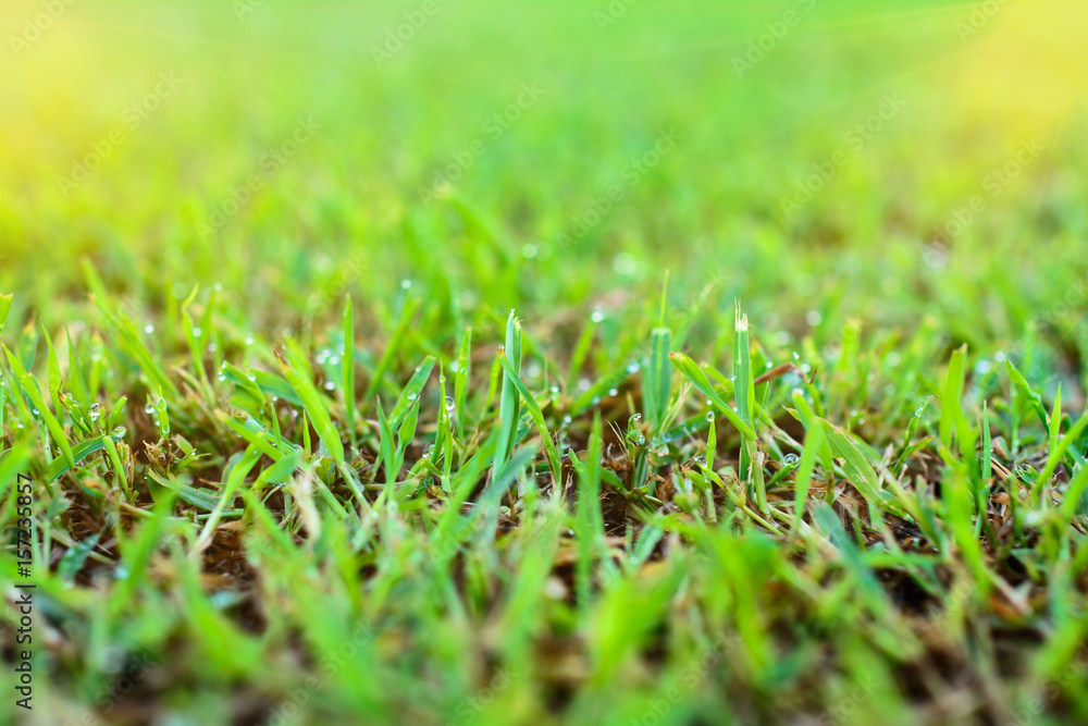 Green grass Background, selective focus. Green grass Background, selective focus.