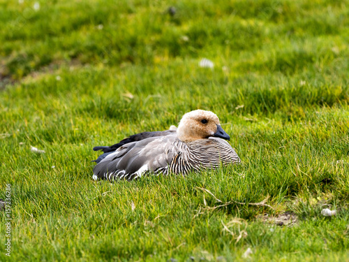 Ruddy-headed goose, Chloephaga rubidiceps, Sounders Island, Falkland Islands-Malvinas photo