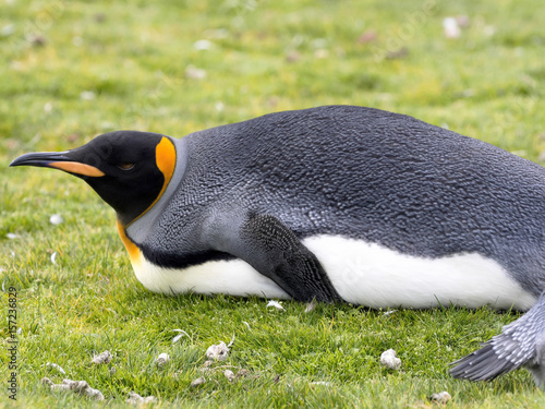 king penguin  Aptenodytes patagonicus  Volunteer point  Falkland Islands - Malvinas