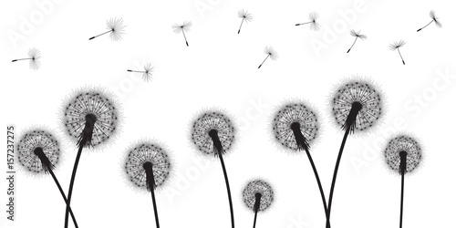 Abstract background with silhouette dandelion flowers and seeds, vector illustration.
