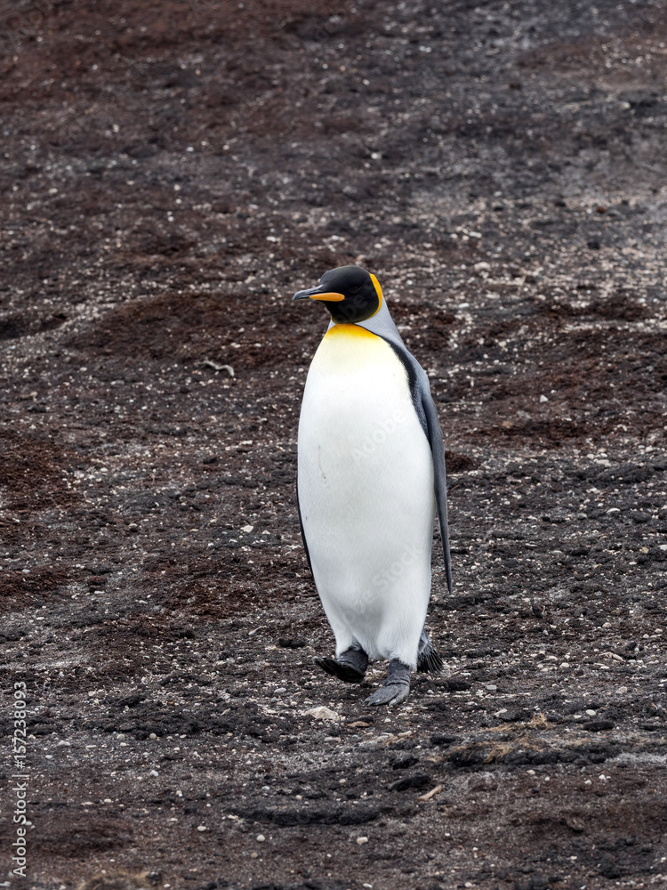 Fototapeta premium king penguin, Aptenodytes patagonicus, Volunteer point, Falkland Islands - Malvinas