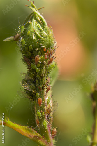 Brown orange aphids infesting a green rose stem and small leaf bud. Aphididae family.