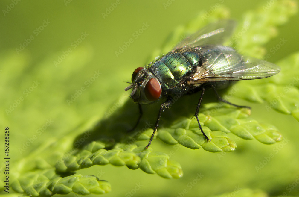 A Fly that is drinking water from a leaf A Fly that is drinking water from a leaf