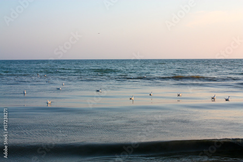 Many gulls float on water