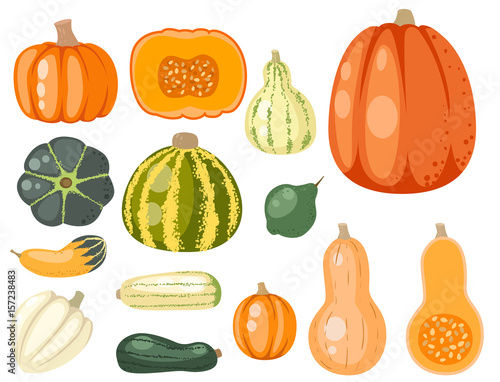 Fresh orange pumpkin decorative seasonal ripe food organic healthy vegetarian vegetable vector