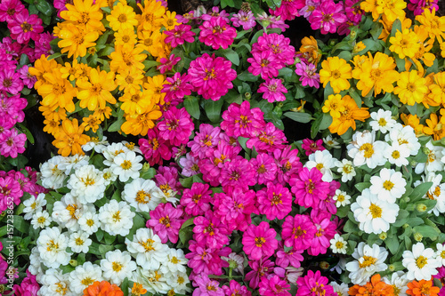 Colorful zinnia flower and green leaves in nature