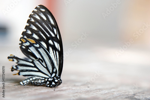 Canvas Print Close up of Butterflies do die