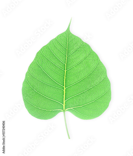 Green bodhi leaf isolated on white background
