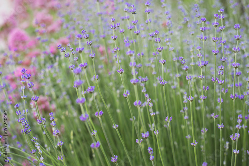 Lavender bushes closeup on evening light. Lavender bush closeup. Blooming lavender. Provence region of france.