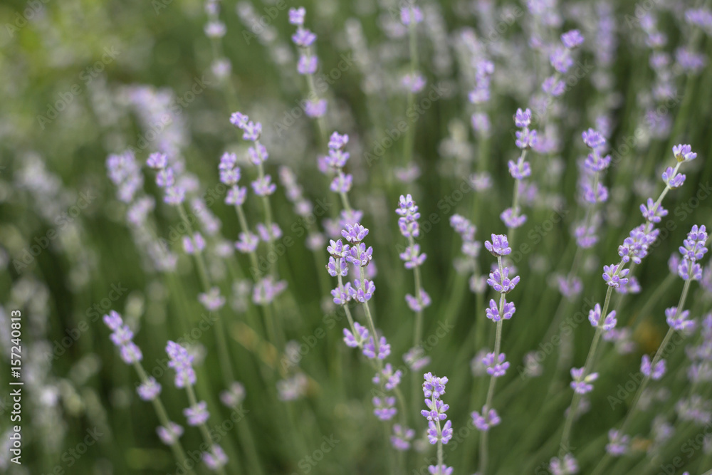 Naklejka premium Lavender bushes closeup on evening light. Lavender bush closeup. Blooming lavender. Provence region of france.