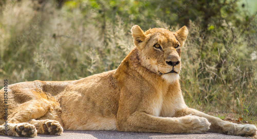 Naklejka premium female lion
