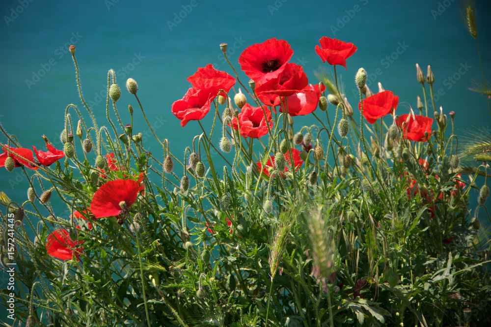 Obraz premium Poppy flowers against water