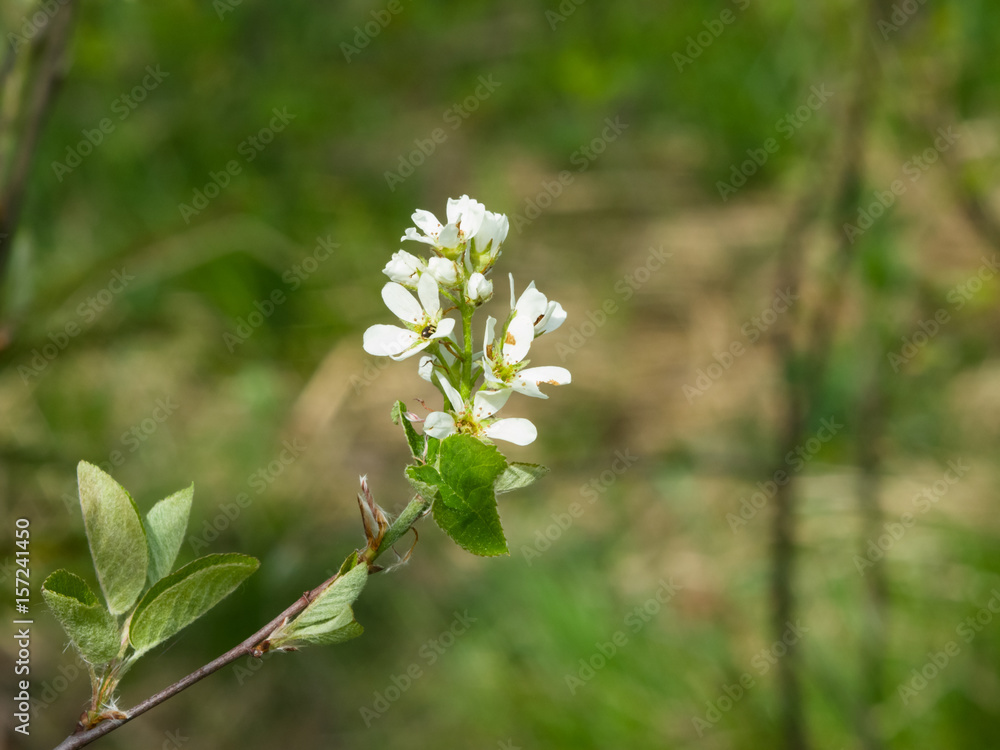 Blossom of serviceberry tree with bokeh background close-up, selective focus, shallow DOF Blossom of serviceberry tree with bokeh background close-up, selective focus, shallow DOF