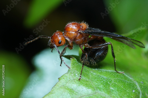 Macro of queen ant on green leaf