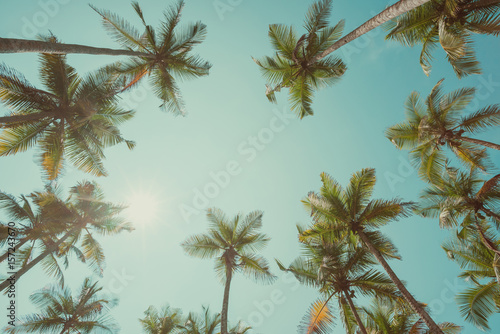 Palm trees with coconuts at clear summer day vintage toned