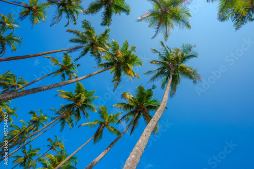 Palms over clear blue sky