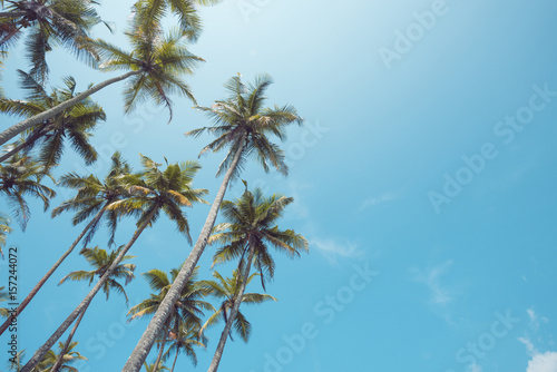 Palm trees on beach with clear sky vintage toned