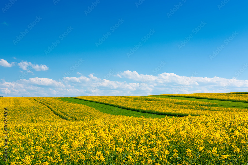 Yellow flowering rape seed field with in the rural countryside landscape at sunny spring day with blue sky