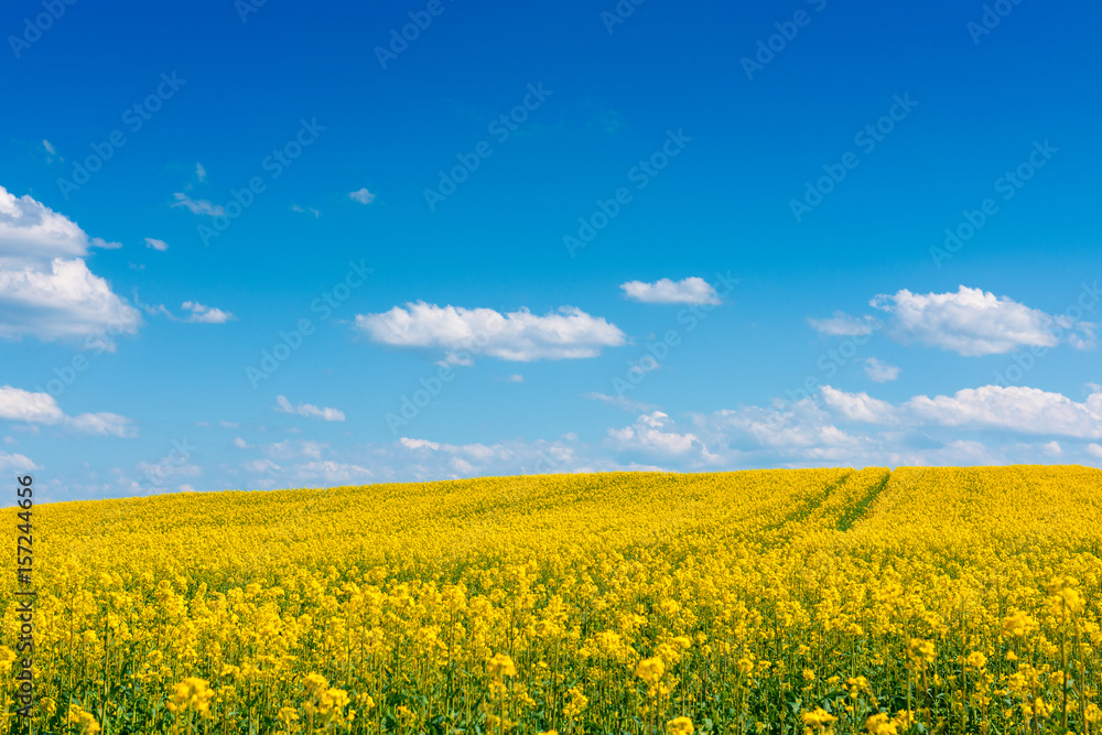 Rape field at sunny spring day