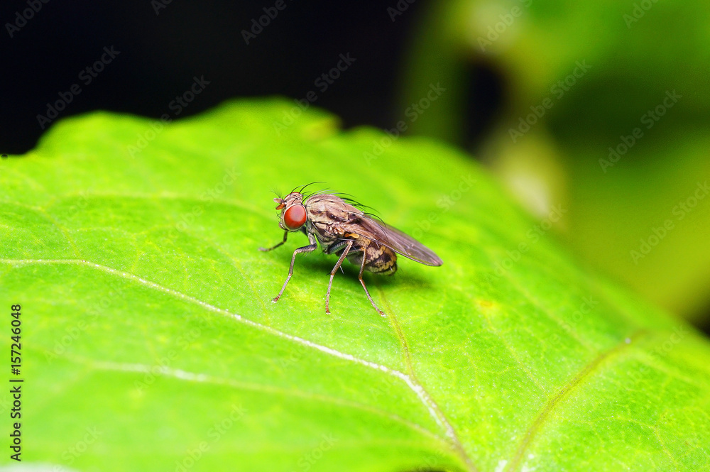 A fly on green leaf. A fly on green leaf.