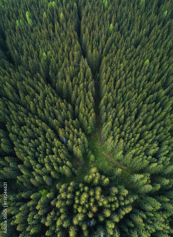 Obraz premium Las jako tło. Naturalne tło z powietrza