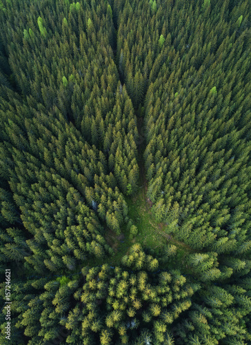 Forest as a background. Natural background from air