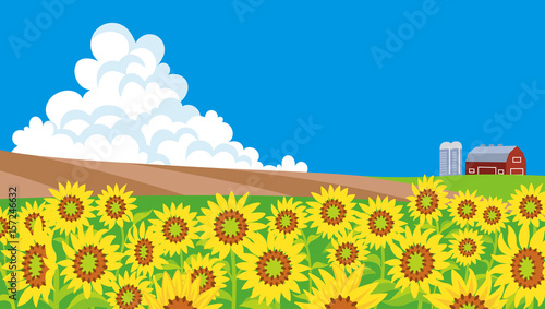 Sunflower field Landscape