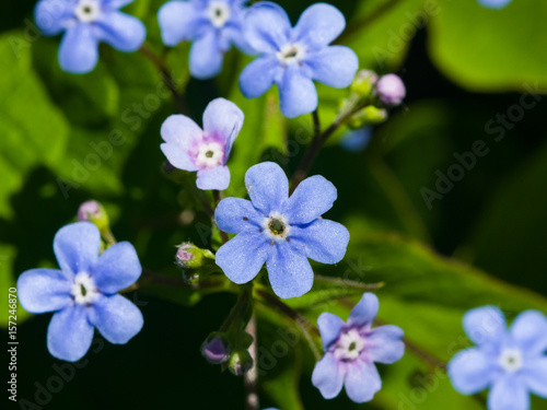 Forget me not, Myosotis, small flowers macro, selective focus, shallow DOF © argenlant